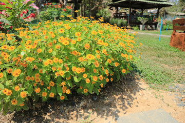 Obraz premium Beautiful yellow zinnia flowers in the garden