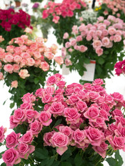 ピンクのスプレーバラ