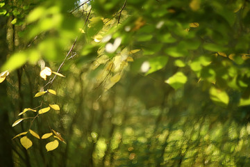 summer park background / nature trees green leaves, abstract background summer view