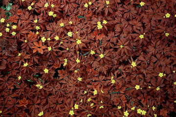 wild flowers top view background / abstract seasonal background, summer small flowers, nature spring, floral abstraction