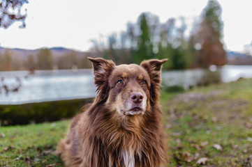 Obraz premium Hund australian shepherd braun