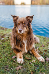 Obraz na płótnie Canvas Hund australian shepherd braun