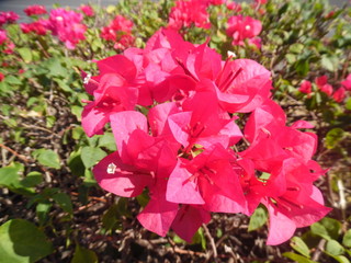 red flowers in the garden