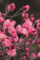 pink plum(ume) blossoms in spring