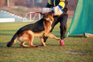 Training a guard dog