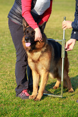 German Shepherd Dog
