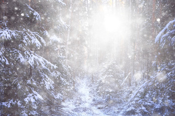 landscape snowfall in the forest, forest covered with snow, panoramic view trees in the snow weather