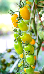 Fresh raw organic tomato begins ripe hanging on vine of  tomato tree in nature outdoor garden greenhouse vegetable farm background