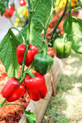 Green and red sweet pepper field or capsicum annuum group hanging  vine of pepper tree in organic vegetables farm , outdoor garden closeup background
