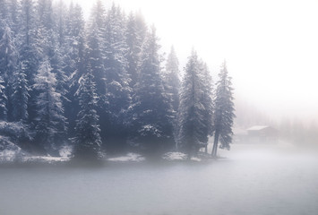 fog in winter forest