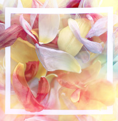 Obraz na płótnie Canvas vintage tinted petals background / abstract spring background, summer flower petals in frame