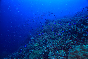 Plakat coral reef underwater / sea coral lagoon, ocean ecosystem
