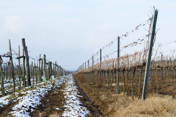 Obraz premium late winter vineyard landscape