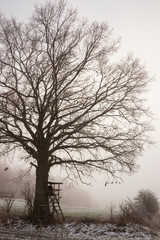 Baum mit Hochsitz im Nebel in ländlicher Winterlandschaft