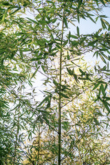 Vertical background with green bamboo