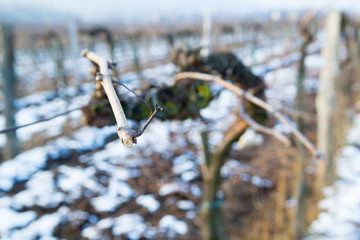 vine plant branch late winter cut trim maintenance vinery
