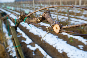 vine plant branch late winter cut trim maintenance vinery