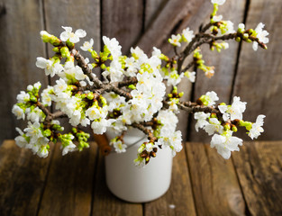 Obraz na płótnie Canvas cherry flower blossom branch in enamel milk canister vase, old weathered wooden background