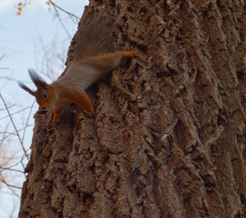Spydersquirrel in the spring park.