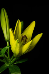 yellow lily flower 