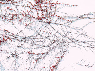 dried tree on the wall