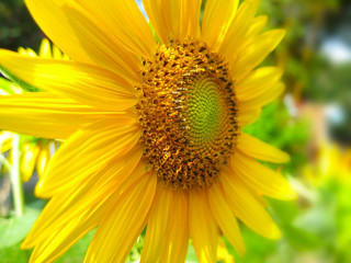 sunflower