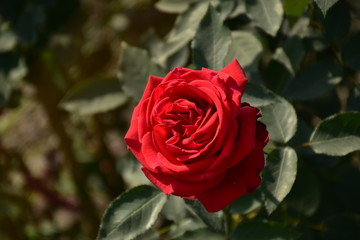 red rose in garden