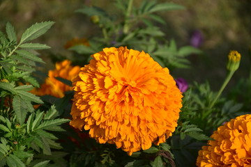 orange flower