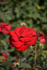 red rose in garden