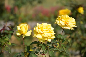 yellow flowers in garden
