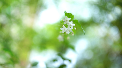 Beautiful green leaves and flowers in a blurry peaceful green background. Peaceful. Banner. Blurred background.