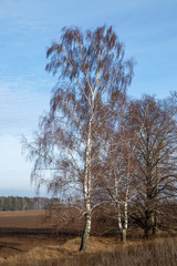 Birch grove and field by the road