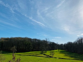 Green grass landscape with trees and blue sky