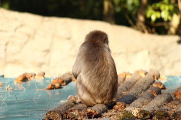 Obraz premium ニホンザル