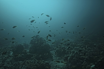 coral reef underwater / sea coral lagoon, ocean ecosystem