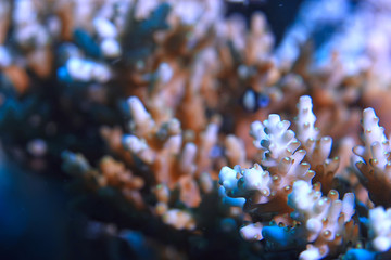 coral reef macro / texture, abstract marine ecosystem background on a coral reef
