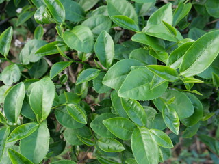 Tea Plantation in Rural Area