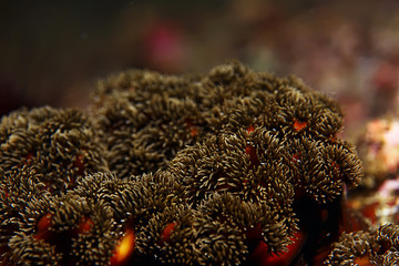 texture of the sea anemone macro tentacles corals