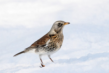 Fieldfare Turdus pilaris sitting on snow in winter looking for food. Cute common funny thrush. Bird in wildlife.