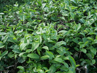 Tea Plantation in Rural Area