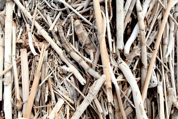 background of tree branches