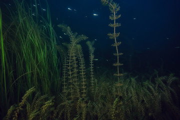 Fototapeta na wymiar night underwater landscape / diving at night in fresh water, green algae, clear fresh water at night in the lake