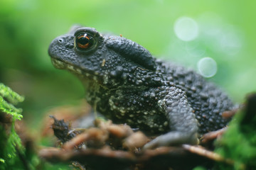 toad in the forest macro / amphibian, reptile in the forest, wildlife animal frog in the forest