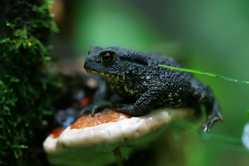 toad in the forest macro / amphibian, reptile in the forest, wildlife animal frog in the forest