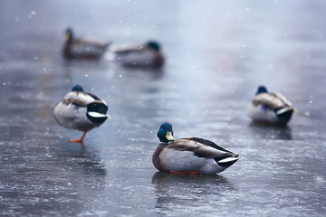 wintering birds / bird flock, winter lake, wild birds on winter lake, seasonal, migratory ducks