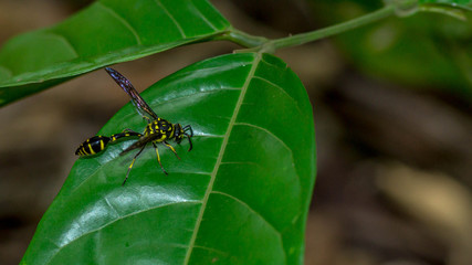 Borneo yellow stripped hornet on the green leaves. 