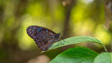 Fototapeta na wymiar Borneo butterfly on the green leaf