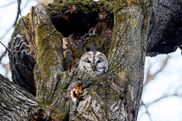 Tawny owl strix aluco sitting in hole on tree. Cute nocturnal bird of prey in wildlife.