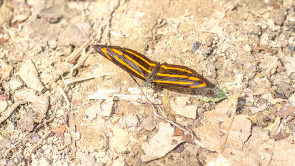Yellow stripped Borneo butterfly on the forest ground