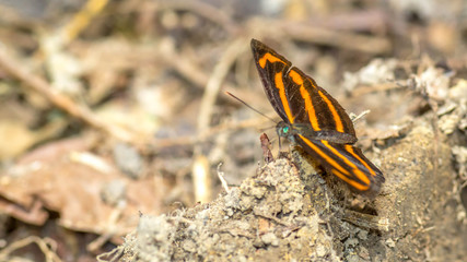 Yellow stripped Borneo butterfly on the forest ground